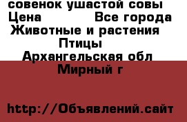 совенок ушастой совы › Цена ­ 5 000 - Все города Животные и растения » Птицы   . Архангельская обл.,Мирный г.